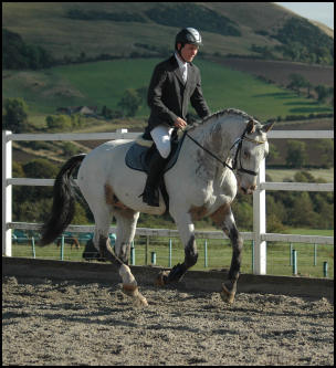 Xhogun Middelsom Knabstrupper stallion